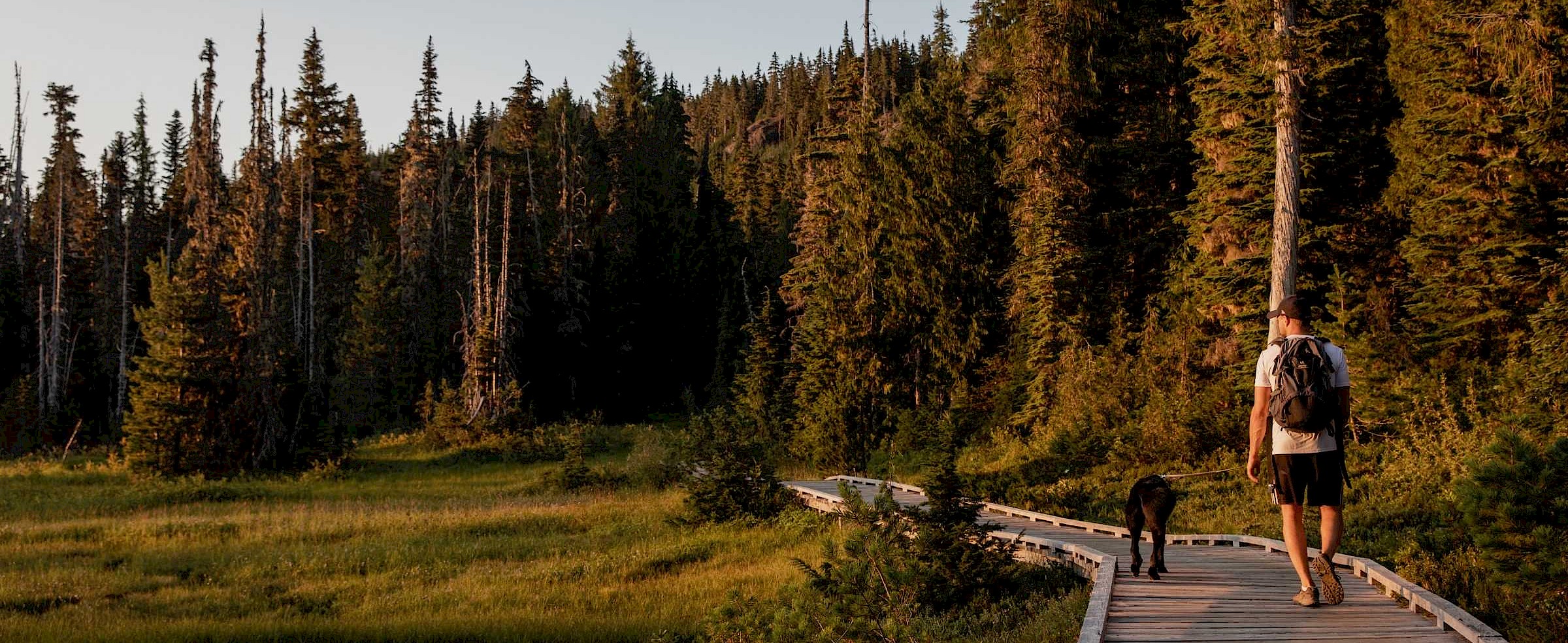 Man hiking in Paradise Meadows, Mount Washington