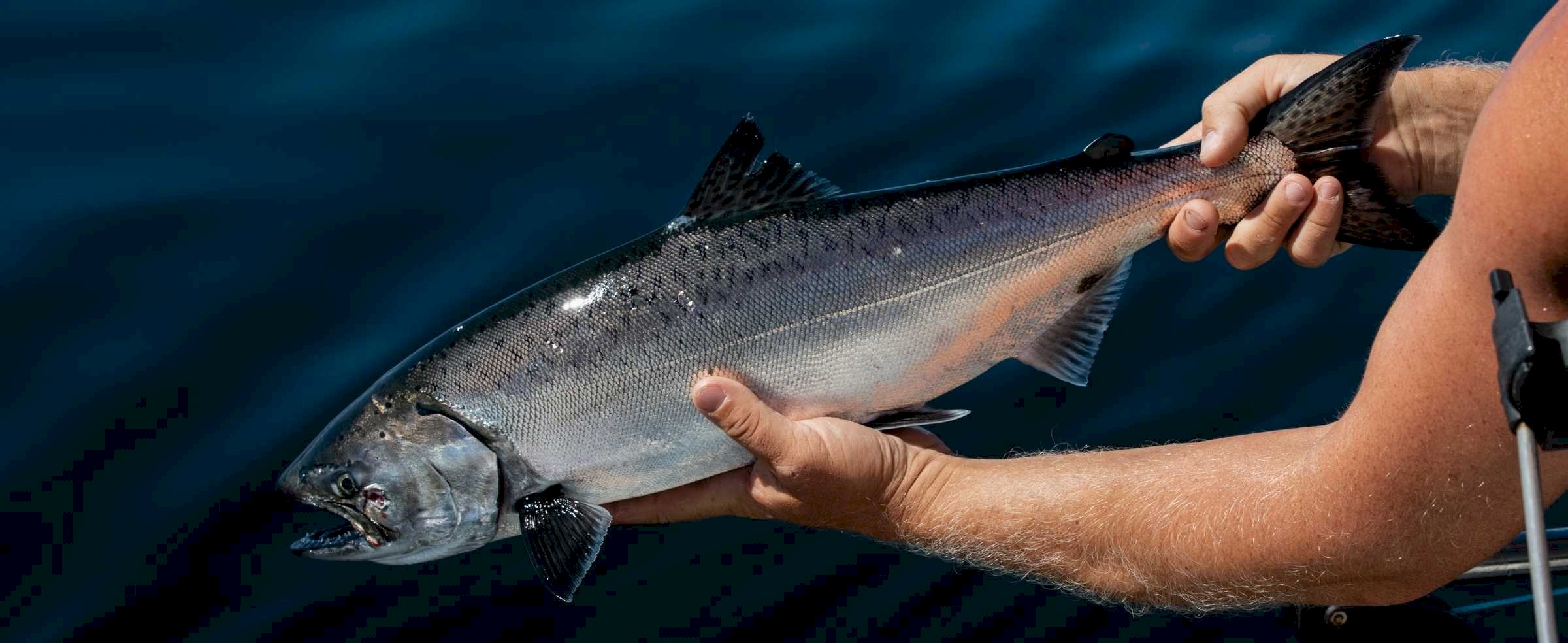Fly fishing in the Comox Valley