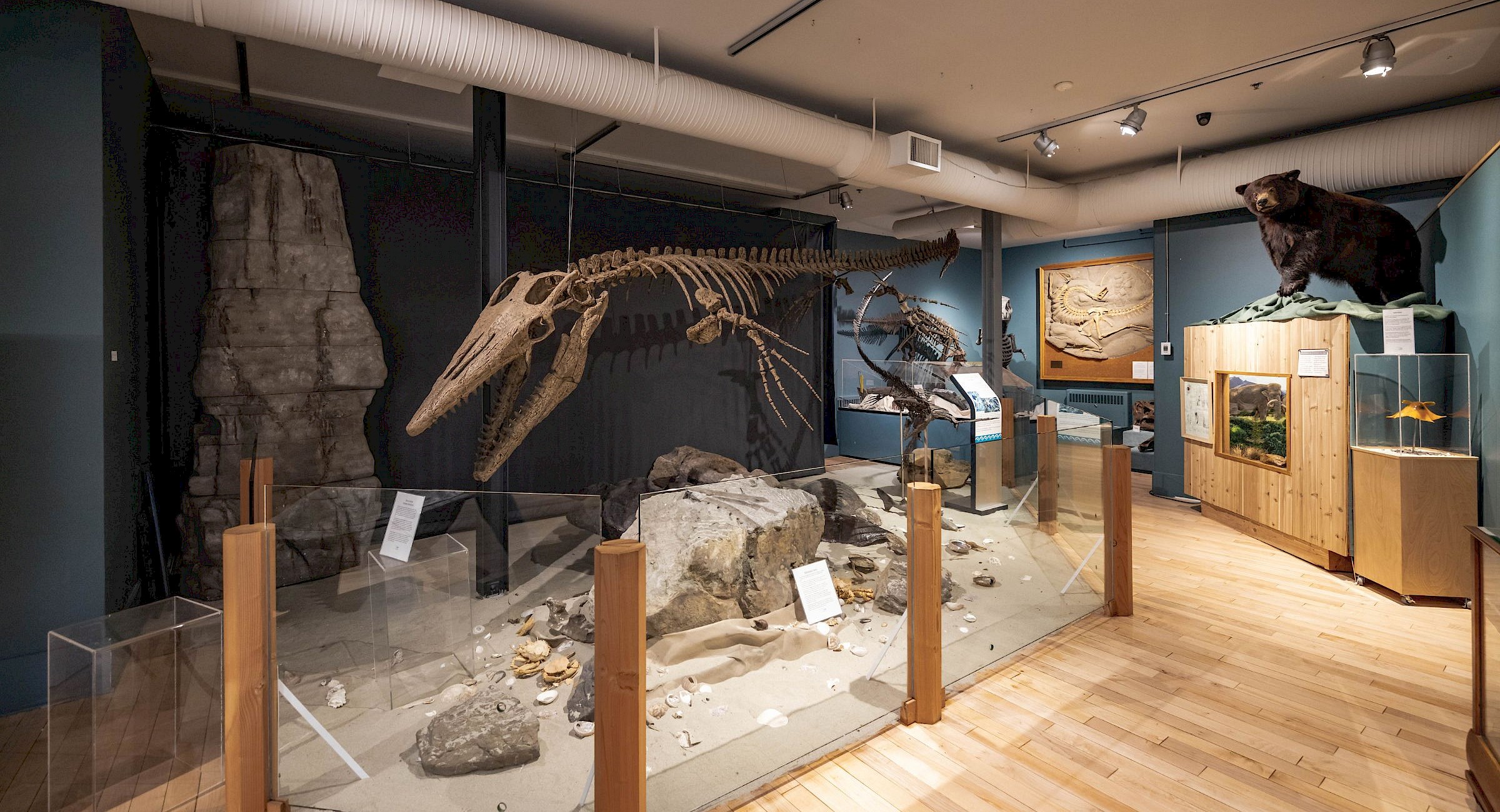 Dinosaur bones at Courtenay District Museum